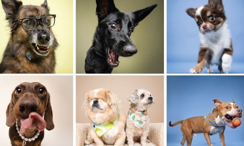 Pet Photo Booth Cover Image